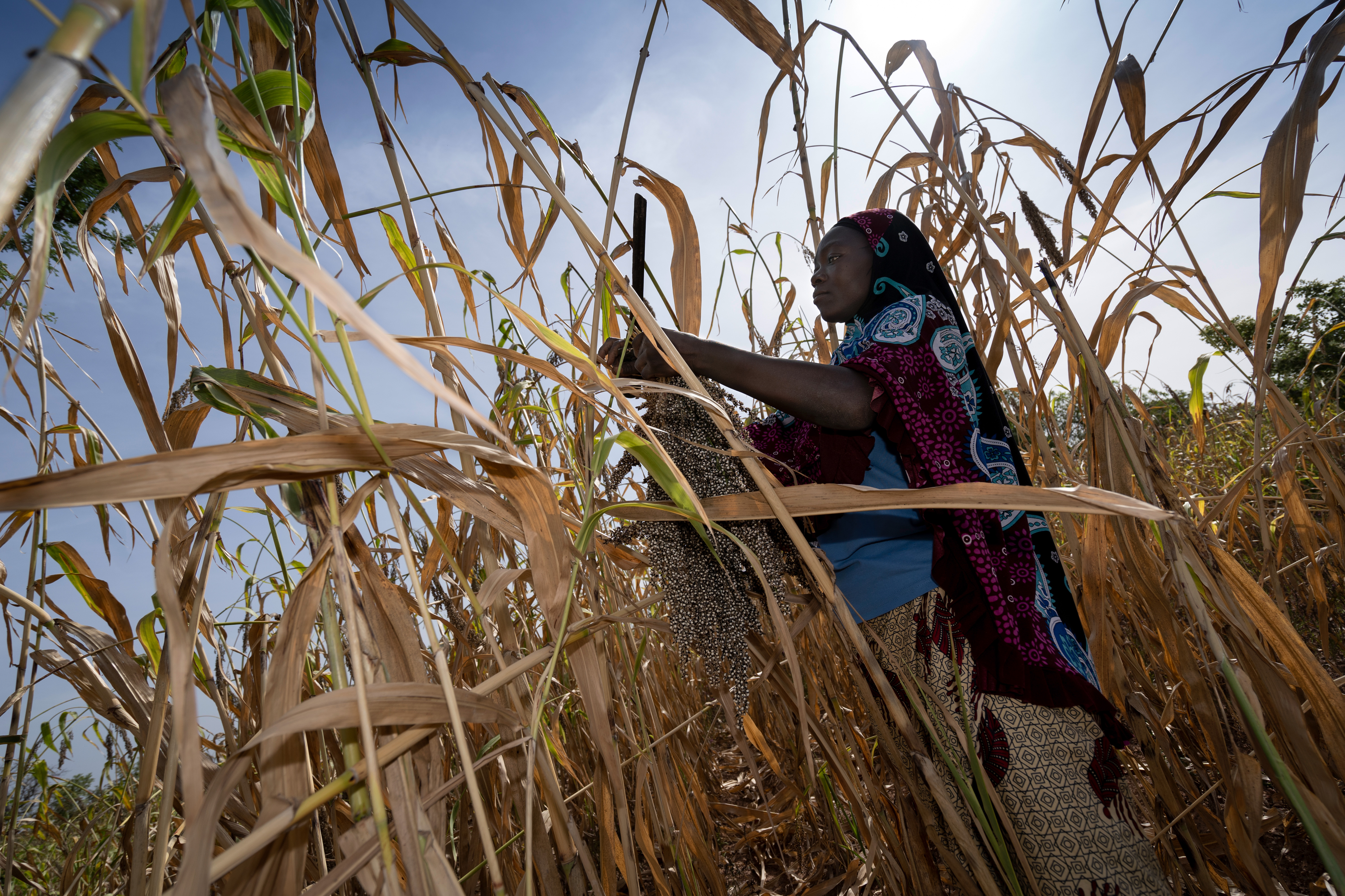 Der Fokus von Brot für die Welt war auch im Jahr 2022, Menschen durch landwirtschaftliche Projekte langfristig vor Hunger zu schützen. Dieses Bild zeigt Familienmitglieder eines Kleinbauern bei der Hirseernte. Bild: Christoph Püschner Brot für die Welt